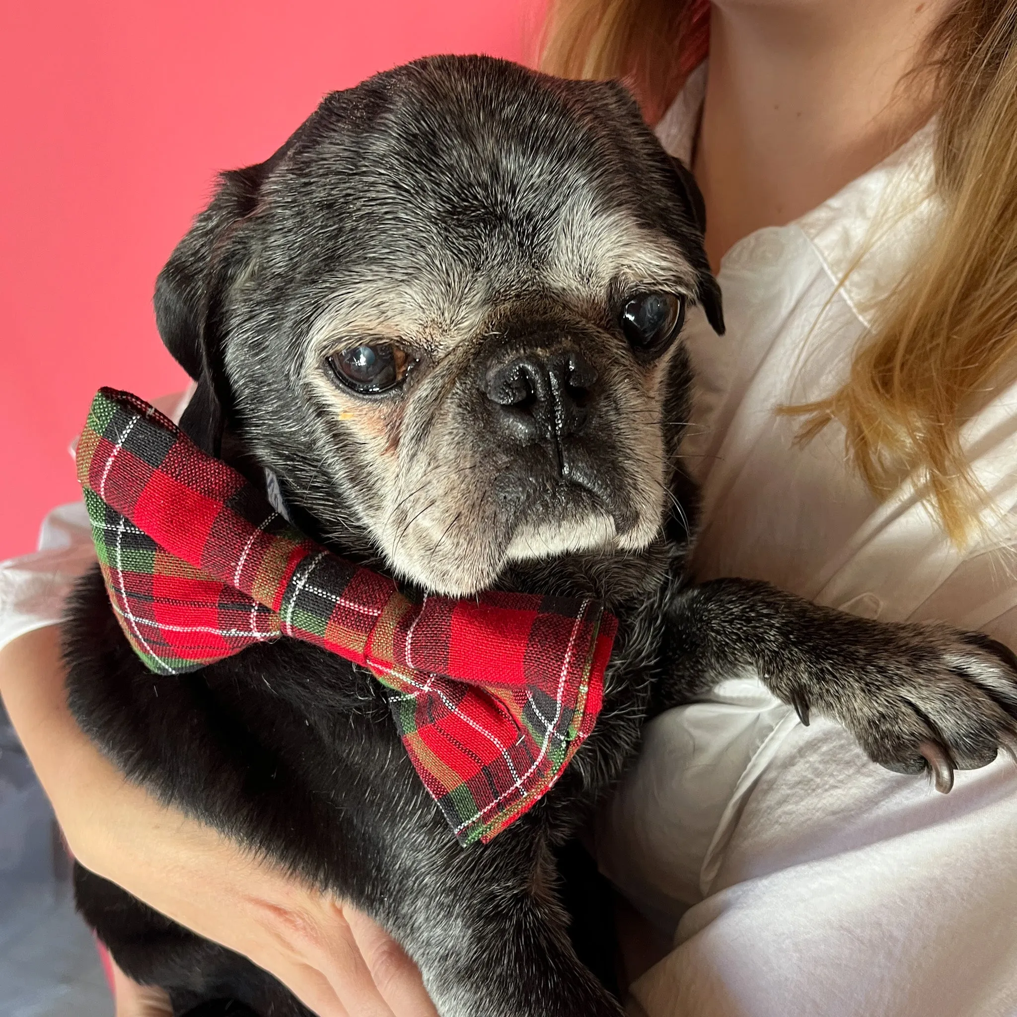 Plaid Christmas Dog/Cat Bowties, Medium/Large